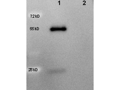 Goat IgG Antibody - Anti-Goat IgG (H&L) MX Hu Antibody - Western Blot. Western blot of HRP anti-Goat IgG (H&L) (Rabbit) MX Hu antibody showing detection of 50 ng of goat IgG (lane 1) but not human IgG (lane 2). Samples were separated by 4-20% SDS-PAGE under reducing conditions and transferred to nitrocellulose membrane. The blot was blocked overnight at 4C in 5% BSA in TBS. A 1:5000 dilution of antibody in Blocking Buffer for Fluorescent Western Blot (MB-070) was used to probe the membrane at room temperature for 1 h. The image was developed using Chemiluminescent FemtoMax Super Sensitive HRP Substrate (p/n Femtomax-020) for one minute. This image was taken for the unconjugated form of this product. Other forms have not been tested.