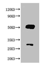 Goat IgG Antibody - Western blot All lanes : Goat IgG antibody at 2ug/ml Lane 1 : Goat IgG protein 70ng Secondary Goat polyclonal to Rabbit IgG at 1/50000 dilution