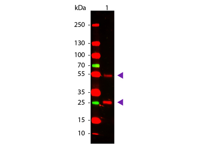 Goat IgG Antibody - Western blot of Rabbit anti-Goat IgG Antibody. Lane 1: Goat IgG. Lane 2: None. Load: 50 ng per lane. Primary antibody: Goat antibody at 1000 overnight at 4C. Secondary antibody: DyLight 649 rabbit secondary antibody at 1:20000 for 30 min at RT. Block: MB-070 for 30 min at RT. Predicted/Observed size: 28 & 55 kDa, 28 & 55 kDa for Goat IgG. Other band(s): None