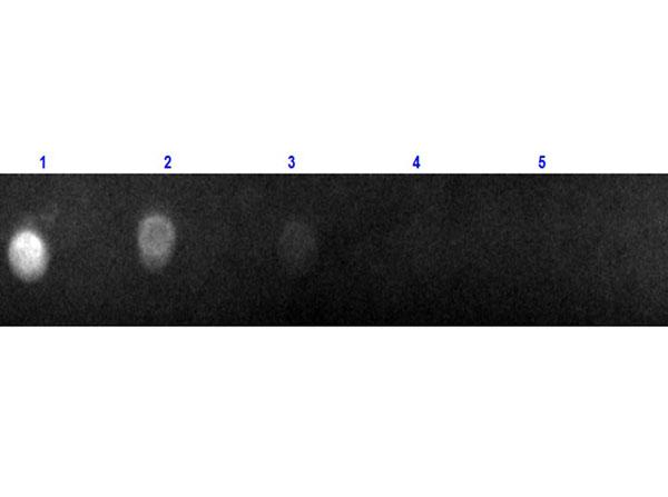 Goat IgG Antibody - Dot Blot of F(ab)2 Anti-Goat IgG (H&L) Antibody Texas Red Conjugated. Lane 1: 100ng of Goat IgG. Lanes 2-5: Serial Dilution in 3-fold. Primary Antibody: none. Secondary Antibody: F(ab)2 Rabbit Anti-Goat IgG (H&L) Antibody Texas Red™ Conj'd at 1mg/mL at RT for 1 hour.