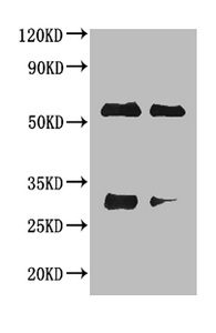 Horse IgG Antibody - Western blot All lanes : Horse IgG antibody at 2ug/ml Lane 1 : Horse IgG protein 70ng Lane 2 : Horse IgG protein 50ng Secondary Goat polyclonal to Rabbit IgG at 1/50000 dilution