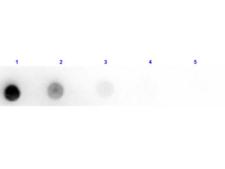 Horse IgM Antibody - Dot Blot results of Rabbit Anti-Horse IgM Antibody Peroxidase Conjugated. Dots are Horse IgM at (1) 100ng, (2) 33.3ng, (3) 11.1ng, (4) 3.70ng, (5) 1.23ng. Primary Antibody: Rabbit Anti-Horse IgM Antibody HRP at 10µg/mL for 1hr at RT. Secondary Antibody: none.
