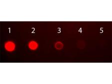 Human IgA Antibody - Dot Blot of Human IgA (alpha chain) Antibody Fluorescein Conjugated. Antigen: Human IgA. Load: Lane 1 - 50 ng Lane 2 - 16.67 ng Lane 3 - 5.56 ng Lane 4 - 1.85 ng Lane 5 - 0.62 ng. Primary antibody: none. Secondary antibody: Human IgA (alpha chain) Antibody Fluorescein Conjugated at 1:1,000 for 60 min at RT.