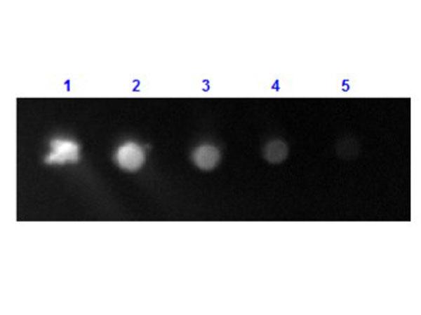 Human IgG Fc Antibody - Dot Blot results of Rabbit Anti-Human IgG F(c) Antibody Fluorescein Conjugate. Dots are Human IgG: (1) 100ng, (2) 33.3ng, (3) 11.1ng, (4) 3.70ng, (5) 1.23ng. Primary Antibody: none. Secondary Antibody: Rabbit Anti-Human IgG F(c) Antibody FITC at 1ug/mL in