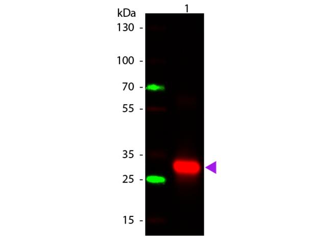Human IgG Fc Antibody - Western Blot of Rabbit anti-Human IgG F(c) Secondary Antibody. Lane 1: Human F(c). Lane 2: None. Load: 50 ng per lane. Primary antibody: Human IgG F(c) secondary antibody at 1:1000 overnight at 4°C. Secondary antibody: DyLight™ 649 rabbit secondary antibody at 1:20,000 for 30 min at RT.