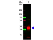 Human IgG Fc Antibody - Western blot of Rabbit anti-Human Fc antibody. Lane 1: Human Fc. Lane 2: none. Load: 100 ng per lane. Primary antibody: Human Fc antibody at 1:1000 for overnight at 4C. Secondary antibody: DyLight 649 rabbit secondary antibody at 1:20000 for 30 min at RT. Block: MB-070 for 30 min at RT. Predicted/Observed size: 28 kDa, 28 kDa for Human Fc. Other band(s): Human Fc splice variants and isoforms.