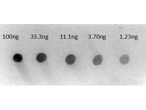 Human IgG Antibody - Dot Blot of Rabbit Anti-Human IgG gamma chain Alkaline Phosphatase Conjugated Antibody. Lane 1: 100ng hu IgG. Lane 2: 33.3ng hu IgG. Lane 3: 11.1ng hu IgG. Lane 4: 3.70ng hu IgG. Lane 5: 1.23ng hu IgG. Secondary Antibody: Rt-a-Hu IgG Alk Phos at 1µg/mL.