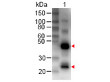 Human IgG Antibody - Western Blot - Human IgG (H&L) Antibody Biotin Conjugated. Western Blot of Rabbit anti-Human IgG (H&L) Antibody Biotin Conjugated Lane 1: Human IgG Load: 50 ng per lane Primary antibody: Human IgG (H&L) Antibody Biotin Conjugated at 1:1000 for 60 min RT Secondary antibody: HRP Conjugated Streptavidin at 1:40000 for 30 min at RT Block: MB-070 for 30 min at RT. This image was taken for the unconjugated form of this product. Other forms have not been tested.