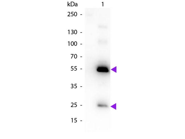Human IgG Antibody - Western Blot of Biotin Conjugated Rabbit Anti-Human IgG Pre-Adsorbed Secondary Antibody. Lane 1: Human IgG. Lane 2: None. Load: 50 ng per lane. Primary antibody: Human IgG Antibody biotin conjugated at 1:1,000 for 60 min at RT. Secondary antibody: Peroxidase streptavidin secondary antibody at 1:40,000 for 30 min at RT. Predicted/Observed size: 25 & 55 kDa, 25 & 55 kDa for Human IgG. Other band(s): None.