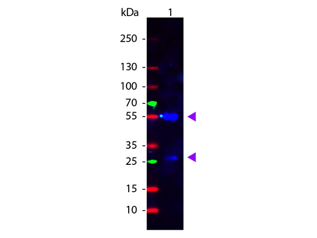 Human IgG Antibody - Western Blot of Rabbit anti-Sheep IgG Fluorescein Conjugated Antibody. Lane 1: Sheep IgG. Lane 2: None. Load: 50 ng per lane. Primary antibody: None. Secondary antibody: Fluorescein rabbit secondary antibody at 1:1000 for 60 min at RT. Block: MB-070 for 30 min at RT. Predicted/Observed size: 28 & 55 kDa, 28 & 55 kDa for Sheep IgG. Other band(s): None. This image was taken for the unconjugated form of this product. Other forms have not been tested.