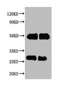 Human IgG Antibody - Western blot All lanes : Human IgG antibody at 2ug/ml Lane 1 : Human IgG protein 70ng Lane 2 : Human IgG protein 50ng Secondary Goat polyclonal to Rabbit IgG at 1/50000 dilution