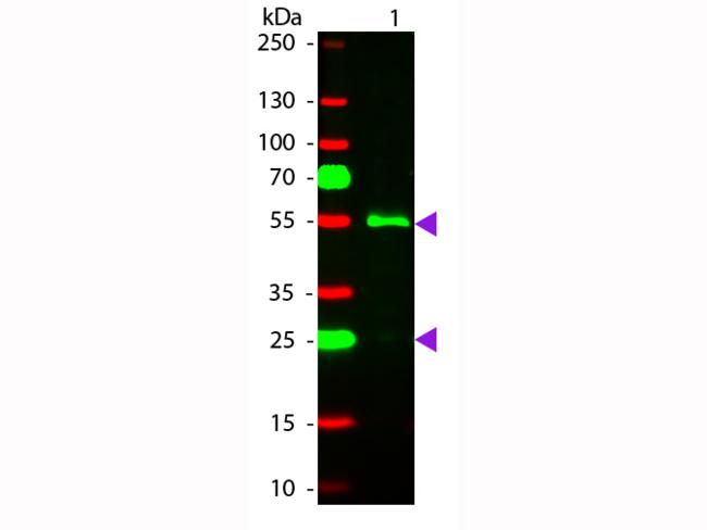 Human IgG Antibody - Western Blot of Rhodamine conjugated Rabbit anti-Human IgG (gamma chain) secondary antibody. Lane 1: Human IgG. Lane 2: none. Load: 50 ng per lane. Primary antibody: none. Secondary antibody: Rhodamine rabbit secondary antibody at 1:1,000 for 60 min at RT.