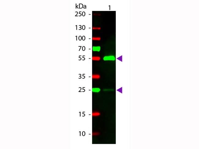 Human IgG Antibody - Western blot of Rhodamine conjugated Rabbit Fab Anti-Human IgG secondary antibody. Lane 1: Human IgG. Lane 2: None. Load: 50 ng per lane. Primary antibody: None. Secondary antibody: Rhodamine rabbit secondary antibody at 1:1,000 for 60 min at RT. Predicted/Observed size: 25 & 55 kDa, 25 & 55 kDa for Human IgG. Other band(s): None.