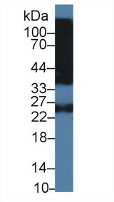 Human IgG4 Antibody - Western Blot; Sample: Recombinant IgG4, Human.