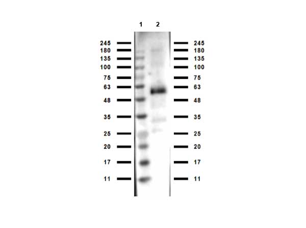 Monkey IgG Antibody - Western Blot of rabbit anti-Monkey IgG antibody. Lane 1: Ladder (Opal PreStained). Lane 2: Monkey IgG. Load: 50 ng per lane. Primary antibody: Monkey IgG antibody at 1:1000 for overnight at 4°C. Secondary antibody: Gt-a-Rb HRP secondary antibody at 1:70,000 for 30 min at RT. Block: MB-070 for 30 min at RT. Predicted/Observed size: 55 kda for Anti-Monkey IgG.