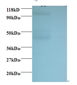 Mouse IgG Fab Antibody - Western blot of Mouse IgG Fab fragment antibody at 2 ug/ml + mouse serum. Lane 1: mouse serum at 1:100. Lane 2: mouse serum at 1:1000. Secondary: Goat polyclonal to Rabbit IgG at 1:15000 dilution.  This image was taken for the unconjugated form of this product. Other forms have not been tested.