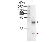 Mouse IgG Antibody - MOUSE IgG (H&L) Antibody Alkaline Phosphatase Conjugated Western Blot. Western Blot of Rabbit anti-Mouse IgG Antibody Alkaline Phosphatase Conjugated Lane 1: Mouse IgG Load: 100 ng per lane Secondary antibody: MOUSE IgG (H&L) Antibody Alkaline Phosphatase Conjugated at 1:1000 for 60 min at RT Block: MB-070 for 30 min at RT Predicted/Observed size: 55 and 28 kD, 55 and 28 kD. This image was taken for the unconjugated form of this product. Other forms have not been tested.