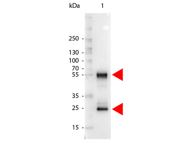 Mouse IgG Antibody - Western Blot of Alkaline Phosphatase Conjugated Rabbit anti-Mouse IgG antibody. Lane 1: Mouse IgG. Lane 2: none. Load: 100 ng per lane. Primary antibody: none. Secondary antibody: Alkaline Phosphatase mouse secondary antibody at 1:1000 for 60 min at RT. Block: MB-070 for 30 min RT. Predicted/Observed size: 55 kDa, 28 kDa for Mouse IgG. Other band(s): none. This image was taken for the unconjugated form of this product. Other forms have not been tested.