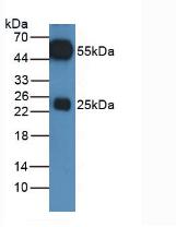 Mouse IgG Antibody