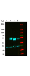 Mouse IgG Antibody - Western Blot of ATTO 488 Rabbit Anti-Mouse IgG (gamma 1, 2a, 2b, 3) secondary antibody. Lane 1: Mouse IgG1. Lane 2: Mouse IgG2a. Lane 3: Mouse IgG2b. Lane 4: Mouse IgG3. Load: 50 ng per lane. Primary antibody: None. Secondary antibody: ATTO 488 rabbit secondary antibody at 1:1,000 for 60 min at RT. Blocking: MB-070 for 30 min at RT. Predicted/Observed size: 25 & 55 kDa, 25 & 55 kDa for Mouse IgG Subclasses. Other band(s): None.