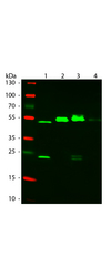Mouse IgG Antibody - Western Blot of ATTO 550 Rabbit Anti-Mouse IgG (gamma 1, 2a, 2b, 3) secondary antibody. Lane 1: Mouse IgG1. Lane 2: Mouse IgG2a. Lane 3: Mouse IgG2b. Lane 4: Mouse IgG3. Load: 50 ng per lane. Primary antibody: None. Secondary antibody: ATTO 550 rabbit secondary antibody at 1:1,000 for 60 min at RT. Blocking: MB-070 for 30 min at RT. Predicted/Observed size: 25 & 55 kDa, 25 & 55 kDa for Mouse IgG Subclasses. Other band(s): None.