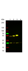 Mouse IgG Antibody - Western Blot of ATTO 594 Rabbit Anti-Mouse IgG (gamma 1, 2a, 2b, 3) secondary antibody. Lane 1: Mouse IgG1. Lane 2: Mouse IgG2a. Lane 3: Mouse IgG2b. Lane 4: Mouse IgG3. Load: 50 ng per lane. Primary antibody: None. Secondary antibody: ATTO 594 rabbit secondary antibody at 1:1,000 for 60 min at RT. Blocking: MB-070 for 30 min at RT. Predicted/Observed size: 25 & 55 kDa, 25 & 55 kDa for Mouse IgG Subclasses. Other band(s): None.