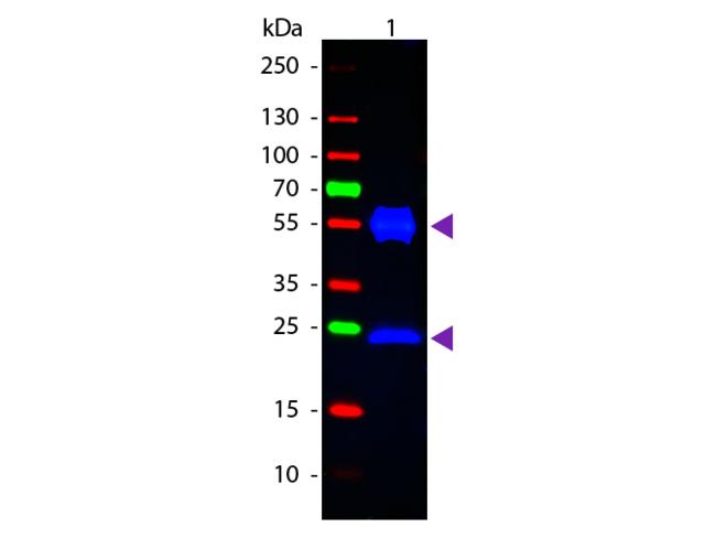 Mouse IgG Antibody - Western blot of Fluorescein conjugated Rabbit Anti-Mouse IgG secondary antibody. Lane 1: Mouse IgG. Lane 2: None. Load: 50 ng per lane. Primary antibody: None. Secondary antibody: Fluorescein rabbit secondary antibody at 1:1,000 for 60 min at RT. Predicted/Observed size: 25 & 55 kDa, 25 & 55 kDa for Mouse IgG. Other band(s): None.