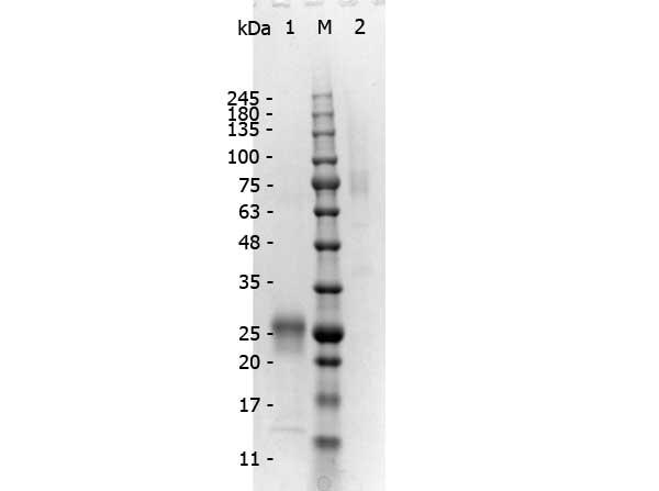 Mouse IgG Antibody - SDS-PAGE of F(ab')2 Rabbit anti-Mouse IgG Antibody min x Human serum proteins. Lane 1: Reduced F(ab')2 Rabbit anti-Mouse IgG Antibody min x Human serum proteins. Lane 2: 5µL OPAL Pre-stained Marker MB-Lane 3: Non-reduced F(ab')2 Rabbit anti-Mouse IgG Antibody min x Human serum proteins. Load: 1µg per lane. Predicted/Observed size: Non-reduced at 75 kDa , Reduced at 25 kDa.