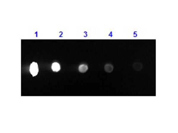 Mouse IgG Antibody - Dot Blot results of Rabbit F(ab')2 Anti-Mouse IgG Antibody Phycoerythrin Conjugated. Dots are Mouse IgG at (1) 100ng, (2) 33.3ng, (3) 11.1ng, (4) 3.70ng, (5) 1.23ng. Primary Antibody: none. Secondary Antibody: Rabbit F(ab')2 Anti-Mouse IgG Antibody RPE at 1µg/mL for 1hr at RT.