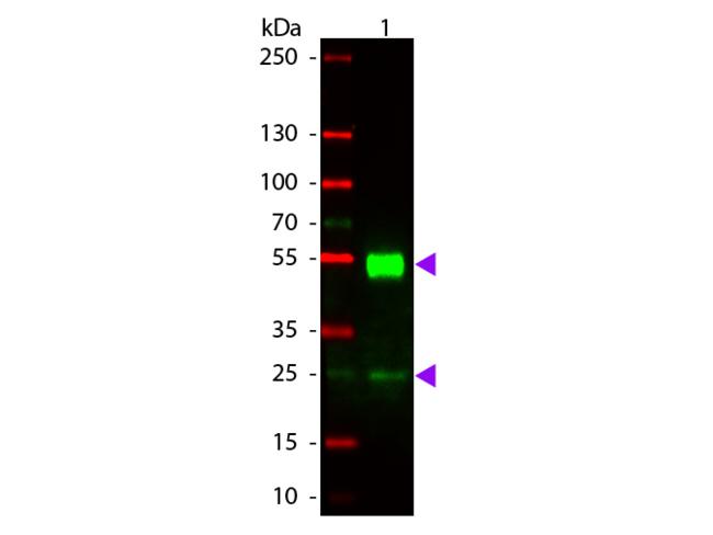 Mouse IgG Antibody - Western blot of Rhodamine conjugated Rabbit Anti-Mouse IgG secondary antibody. Lane 1: Mouse IgG. Lane 2: None. Load: 50 ng per lane. Primary antibody: None. Secondary antibody: Rhodamine rabbit secondary antibody at 1:1,000 for 60 min at RT. Predicted/Observed size: 25 & 55 kDa, 25 & 55 kDa for Mouse IgG. Other band(s): None.
