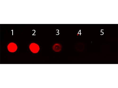 Mouse IgG Antibody - Dot Blot of Rabbit anti-Mouse IgG (gamma chain) Antibody Rhodamine Conjugated. Antigen: Mouse IgG. Load: Lane 1 - 100 ng Lane 2 - 33.3 ng Lane 3 - 11.1 ng Lane 4 - 3.70 ng Lane 5 - 1.23 ng. Primary antibody: n/a. Secondary antibody: Rabbit anti-Mouse IgG (gamma chain) Antibody Rhodamine Conjugated at 1:1,000 for 60 min at RT.