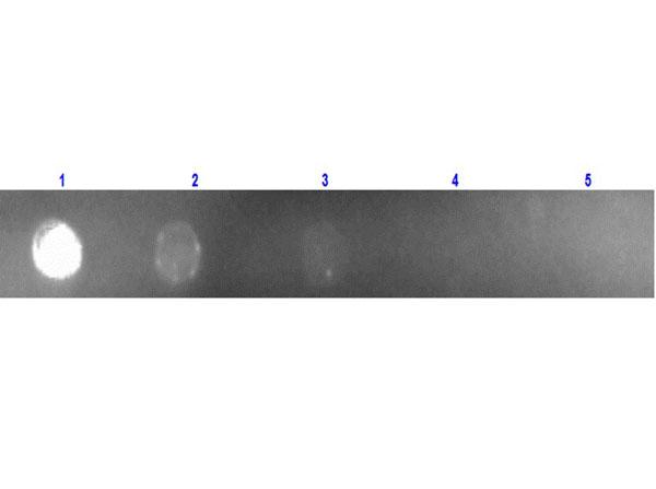 Mouse IgG Antibody - Dot Blot of Anti Mouse IgG (Rabbit) mx Hu-Rhodamine conjugated. Lane 1: 100 ng of Ms IgG. Lane 2-5: serial dilution 3 fold starting at 100 ng. Primary Antibody: none. Secondary Antibody: Rabbit Anti-Mouse IgG mx Hu-Rhodamine Conj'd at 1 mg/mL at RT for 30 minutes.