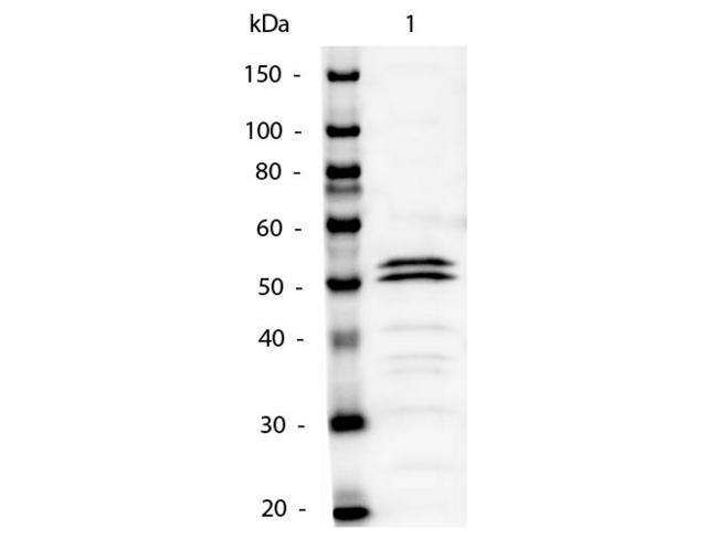 Mouse IgG1 Antibody - Western Blot of Mouse IgG1 Secondary Antibody Alkaline Phosphatase Conjugated. Lane 1: Mouse IgG1. Lane 2: none. Load: 50ng per lane. Primary antibody: none. Secondary antibody: Mouse IgG1 Secondary Antibody Alkaline Phosphatase Conjugated at 1:1,000 o/n at 4°C.