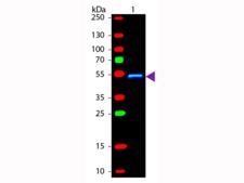 Mouse IgG1 Antibody - Western blot of Fluorescein conjugated Rabbit Anti-Mouse IgG1 (Gamma 1 chain) secondary antibody. Lane 1: Mouse IgG1. Lane 2: None. Load: 50 ng per lane. Primary antibody: None. Secondary antibody: Fluorescein rabbit secondary antibody at 1:1,000 for 60 min at RT. Predicted/Observed size: 55 kDa, 55 kDa for Mouse IgG1 (Gamma 1 chain). Other band(s): None.