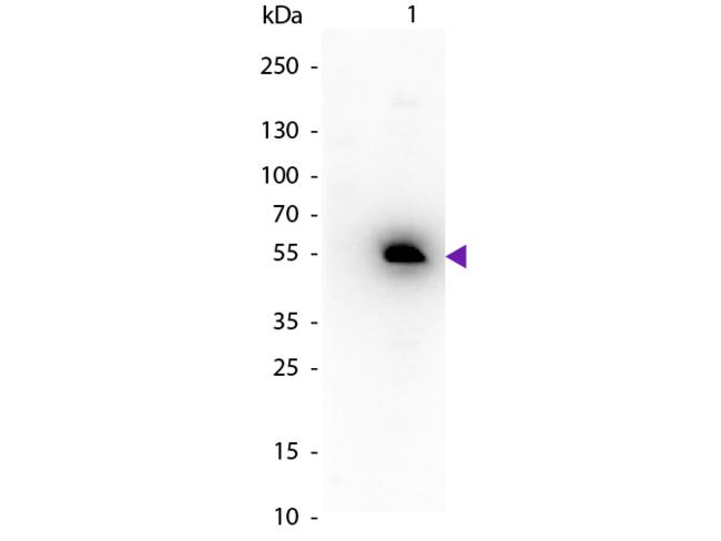 Mouse IgG1 Antibody - Western blot of Peroxidase conjugated Rabbit Anti-Mouse IgG1 (Gamma 1 chain) secondary antibody. Lane 1: Mouse IgG1. Lane 2: None. Load: 50 ng per lane. Primary antibody: None. Secondary antibody: Peroxidase rabbit secondary antibody at 1:1,000 for 60 min at RT. Predicted/Observed size: 55 kDa, 55 kDa for Mouse IgG1 (Gamma 1 chain). Other band(s): None.