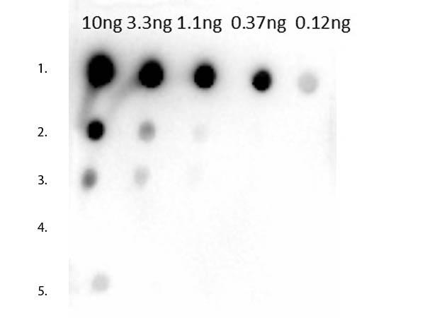 Mouse IgG1 Antibody - Dot Blot of Rabbit Anti-Mouse IgG1 Antibody. Tested against dilutions 10ng, 3.3ng, 1.1ng, 0.37ng, 0.12ng. Lane 1: Mouse IgG1. Lane 2: Mouse IgG2a. Lane 3: Mouse IgG2b. Lane 4: Mouse IgG3. Lane 5: Mouse IgM. Primary Antibody: Rabbit anti-Mouse IgG1 at 1µg/mL for 1 hour at RT. Secondary Antibody: Goat anti-Rabbit HRP at 1:40,000.
