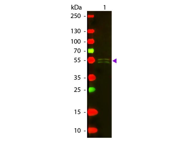 Mouse IgG1 Antibody - Western blot of Texas Red™ conjugated Rabbit Anti-Mouse IgG1 (Gamma 1 chain) secondary antibody. Lane 1: Mouse IgG1. Lane 2: None. Load: 50 ng per lane. Primary antibody: None. Secondary antibody: Texas Red™ rabbit secondary antibody at 1:1,000 for 60 min at RT. Predicted/Observed size: 55 kDa, 55 kDa for Mouse IgG1 (Gamma 1 chain). Other band(s): None.