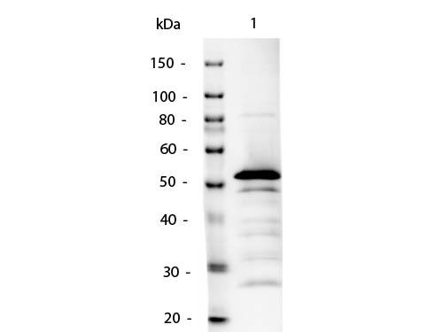 Mouse IgG2a Antibody - Western Blot of Mouse IgG2a Antibody Alkaline Phosphatase Conjugated. Lane 1: Mouse IgG2a. Lane 2: none. Load: 50ng per lane. Primary antibody: none. Secondary antibody: Mouse IgG2a Antibody Alkaline Phosphatase Conjugated at 1:1,000 o/n at 4°C.