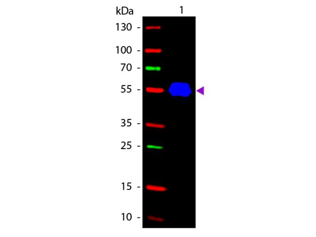 Mouse IgG2a Antibody - Western blot of Fluorescein conjugated Rabbit Anti-Mouse IgG2a (Gamma 2a chain) secondary antibody. Lane 1: Mouse IgG2a. Lane 2: None. Load: 50 ng per lane. Primary antibody: None. Secondary antibody: Fluorescein rabbit secondary antibody at 1:1,000 for 60 min at RT. Predicted/Observed size: 55 kDa, 55 kDa for Mouse IgG2a (Gamma 2a chain). Other band(s): None.
