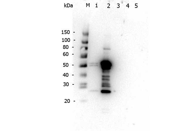 Mouse IgG2a Antibody - Western Blot of Rabbit anti-Mouse IgG2a antibody. Lane 1: Mouse IgG1. Lane 2: Mouse IgG2a. Lane 3: Mouse IgG2b. Lane 4: Mouse IgG3. Lane 5: Mouse IgM. Load: 5 ng per lane. Primary antibody: Mouse IgG2a antibody at 1 µg/mL for overnight at 4°C. Secondary antibody: Rabbit secondary antibody at 1:40,000 for 30 min at RT.