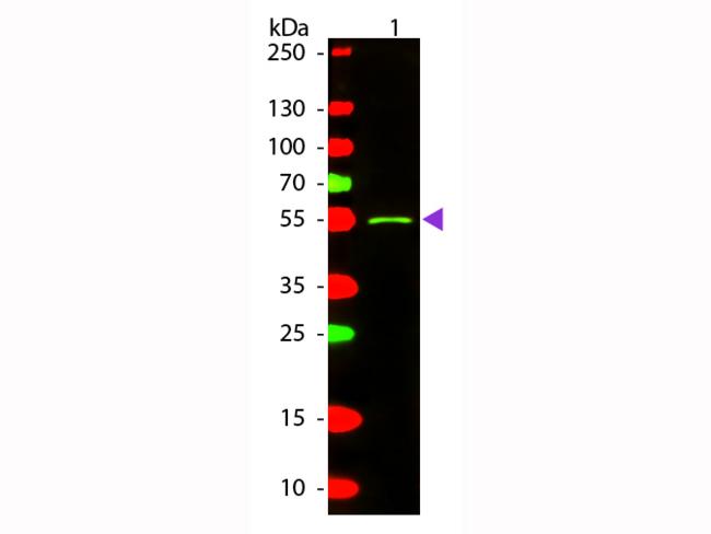 Mouse IgG2a Antibody - Western blot of Texas Red™ conjugated Rabbit Anti-Mouse IgG2a (Gamma 2a chain) secondary antibody. Lane 1: Mouse IgG2a. Lane 2: None. Load: 50 ng per lane. Primary antibody: None. Secondary antibody: Texas Red™ rabbit secondary antibody at 1:1,000 for 60 min at RT. Predicted/Observed size: 55 kDa, 55 kDa for Mouse IgG2a (Gamma 2a chain). Other band(s): None.