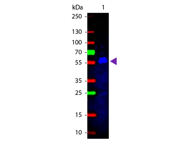 Mouse IgG2b Antibody - Western Blot of Rabbit anti-Mouse IgG2b (Gamma 2b chain) Fluorescein Conjugated Antibody. Lane 1: Mouse IgG2b. Lane 2: None. Load: 50 ng per lane. Primary antibody: None. Secondary antibody: Fluorescein rabbit secondary antibody at 1:1,000 for 60 min at RT.