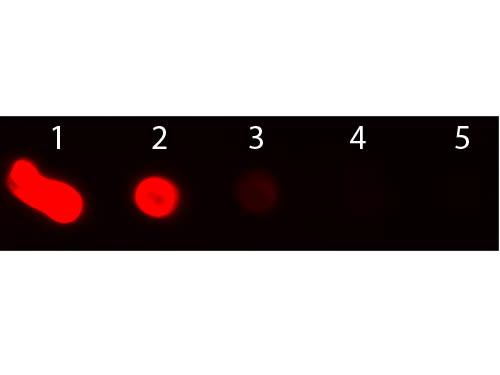 Mouse IgM Antibody - Dot Blot of Rabbit anti-Mouse IgM (mu chain) Antibody Texas Red Conjugated. Antigen: Mouse IgM. Load: Lane 1 - 200 ng Lane 2 - 66.7 ng Lane 3 - 22.2 ng Lane 4 - 7.41 ng Lane 5 - 2.47 ng. Primary antibody: n/a. Secondary antibody: Rabbit anti-Mouse IgM (mu chain) Antibody Texas Red Conjugated at 1:1,000 for 60 min at RT.