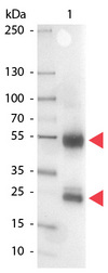 Pig IgG Antibody - Western Blot of Alkaline Phosphatase conjugated Rabbit anti-Swine IgG antibody. Lane 1: Swine IgG. Lane 2: none. Load: 100 ng per lane. Primary antibody: none. Secondary antibody: Alkaline Phosphatase swine secondary antibody at 1:1000 for 60 min at RT. Block: MB-070 for 30 min RT. Predicted/Observed size: 55 kDa, 28 kDa for Swine IgG. Other band(s): none. This image was taken for the unconjugated form of this product. Other forms have not been tested.
