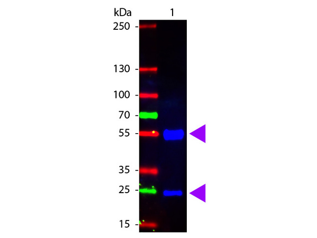 Pig IgG Antibody - Western Blot of Fluorescein Conjugated Rabbit anti-Swine IgG antibody. Lane 1: Swine IgG. Lane 2: none. Load: 100 ng per lane. Primary antibody: none. Secondary antibody: Fluorescein swine secondary antibody at 1:1000 for 60 min at RT. Block: MB-070 for 30 min at RT. Predicted/Observed size: 55 kDa, 28 kDa for Swine IgG. Other band(s): none. This image was taken for the unconjugated form of this product. Other forms have not been tested.