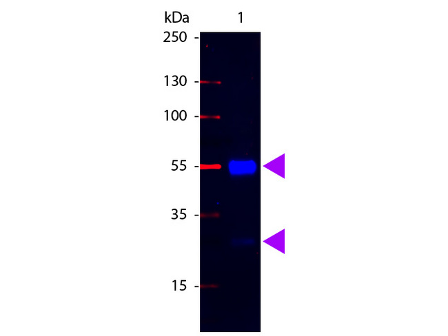 Pig IgG Antibody - Western Blot of Fluorescein conjugated Rabbit anti-Swine IgG antibody. Lane 1: Swine IgG. Lane 2: none. Load: 100 ng per lane. Primary antibody: none. Secondary antibody: Fluorescein swine secondary antibody at 1:1000 for 60 min at RT. Block: MB-070 for 30 min at RT. Predicted/Observed size: 55 kDa, 28 kDa for Swine IgG. Other band(s): none.