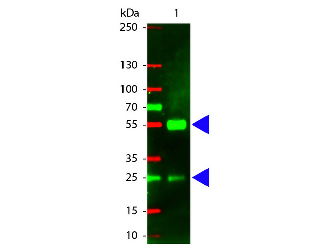 Pig IgG Antibody - Western Blot of Texas Red conjugated Rabbit anti-Swine IgG antibody. Lane 1: Swine IgG. Lane 2: none. Load: 100 ng per lane. Primary antibody: none. Secondary antibody: Texas Red swine secondary antibody at 1:1000 for 60 min at RT. Block: MB-070 for 30 min at RT. Predicted/Observed size: 55 kDa, 28 kDa for Swine IgG. Other band(s): none. This image was taken for the unconjugated form of this product. Other forms have not been tested.
