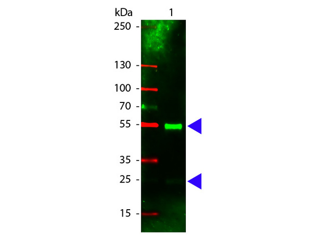 Pig IgG Antibody - Western Blot of Rhodamine conjugated Rabbit anti-Swine IgG antibody. Lane 1: Swine IgG. Lane 2: none. Load: 100 ng per lane. Primary antibody: none. Secondary antibody: Rhodamine swine secondary antibody at 1:1000 for 60 min at RT. Block: MB-070 for 30 min at RT. Predicted/Observed size: 55 kDa, 28 kDa for Swine IgG. Other band(s): none. This image was taken for the unconjugated form of this product. Other forms have not been tested.