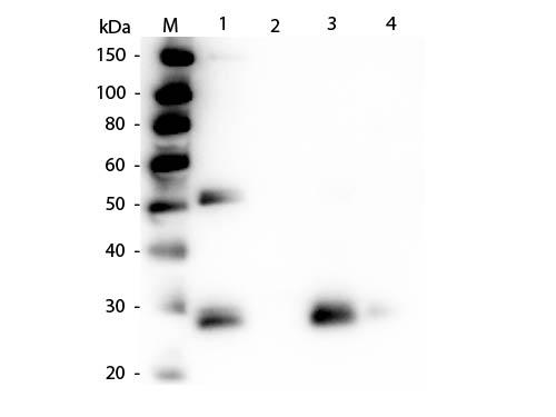 Rat IgG Fab'2 Antibody - Western Blot of Anti-Rat IgG F(ab')2 (RABBIT) Antibody  Lane M: 3 µl Molecular Ladder. Lane 1: Rat IgG whole molecule  Lane 2: Rat IgG F(c) Fragment  Lane 3: Rat IgG Fab Fragment  Lane 4: Rat IgM Whole Molecule  All samples were reduced. Load: 50 ng per lane.