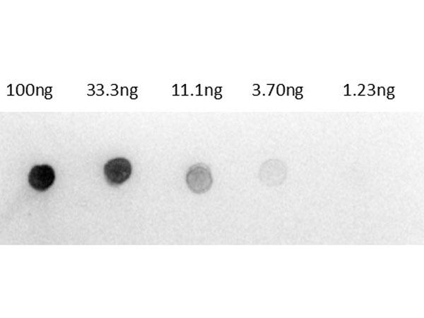 Rat IgG Antibody - Dot Blot results of Rabbit Anti-Rat IgG Antibody Alkaline Phosphatase Conjugate. Dots are Rat IgG: (1) 100ng, (2) 33.3ng, (3) 11.1ng, (4) 3.70ng, (5) 1.23ng. Primary Antibody: none. Secondary Antibody: Rabbit Anti-Rat IgG Antibody Alkaline Phosphatase at 1ug/mL in